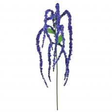 Purple Spray - Amaranthus