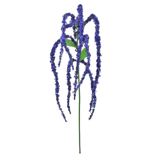 Purple Spray - Amaranthus
