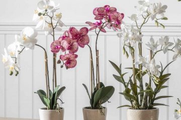 https://www.fishpools.co.uk/blog/wp-content/uploads/2023/07/Orchid-Pink-with-Ceramic-Pot-1-360x240.jpg