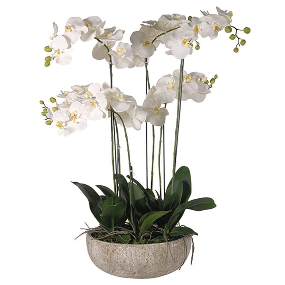 White Phalaenopsis Orchids In Stone-Look Bowl