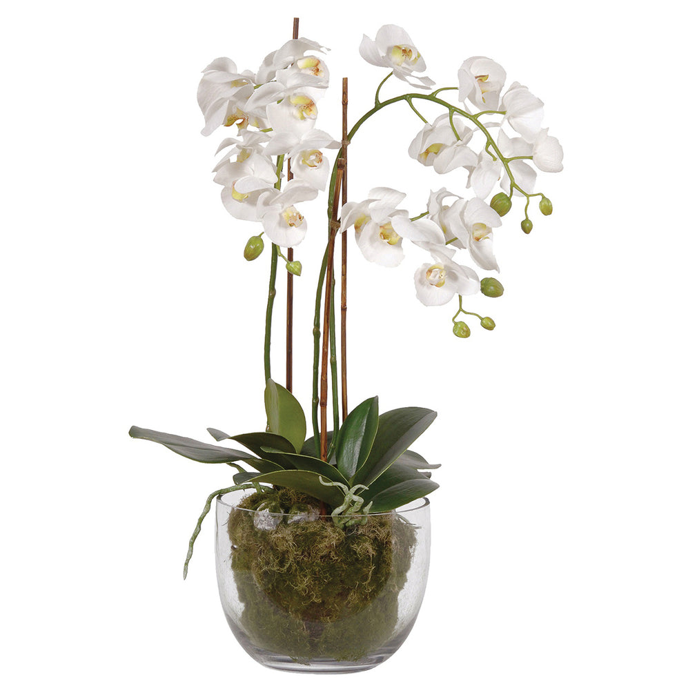 White Orchid Phalaenpsis Planter