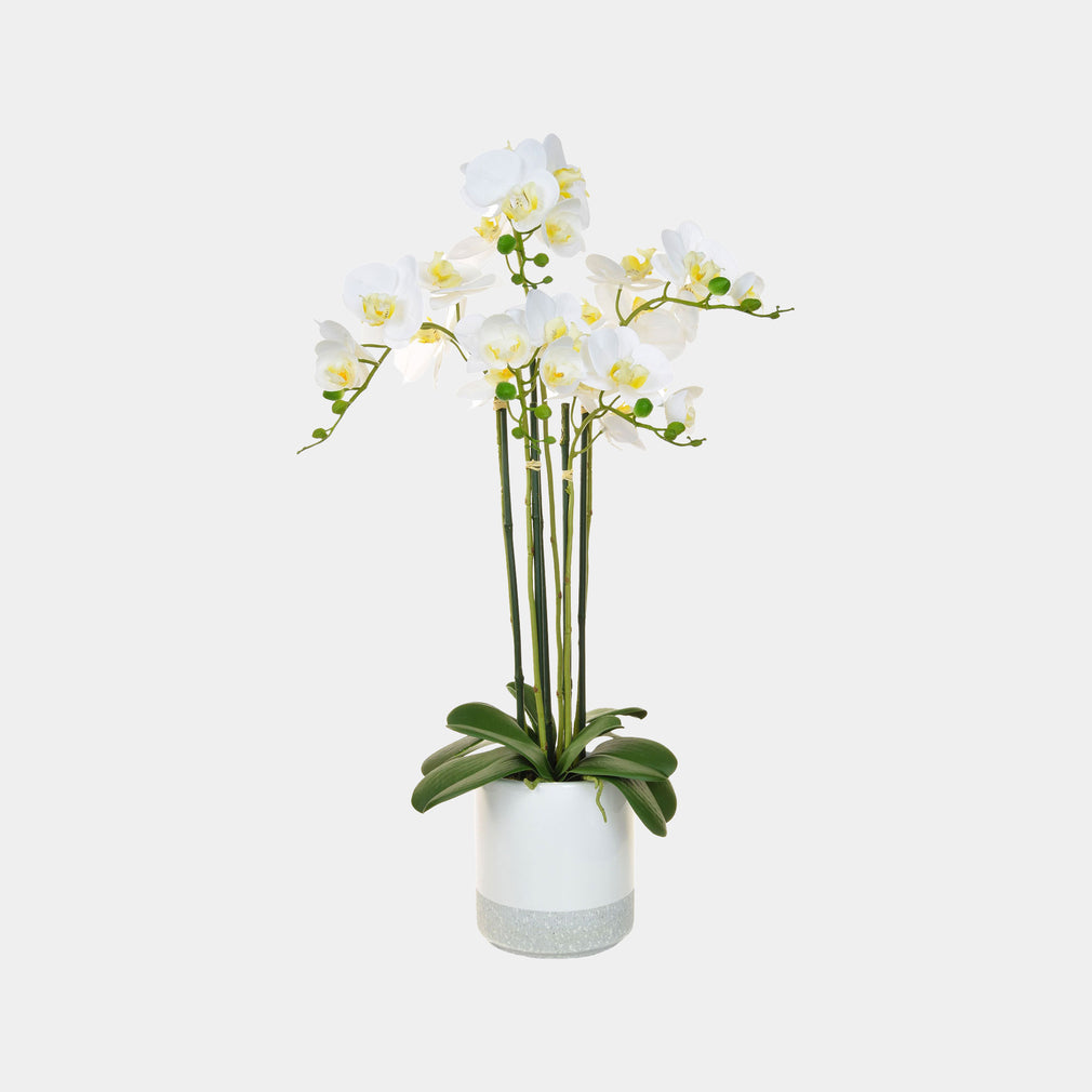 Phalaenopsis White Orchid Real Touch in White Pot  (BO)