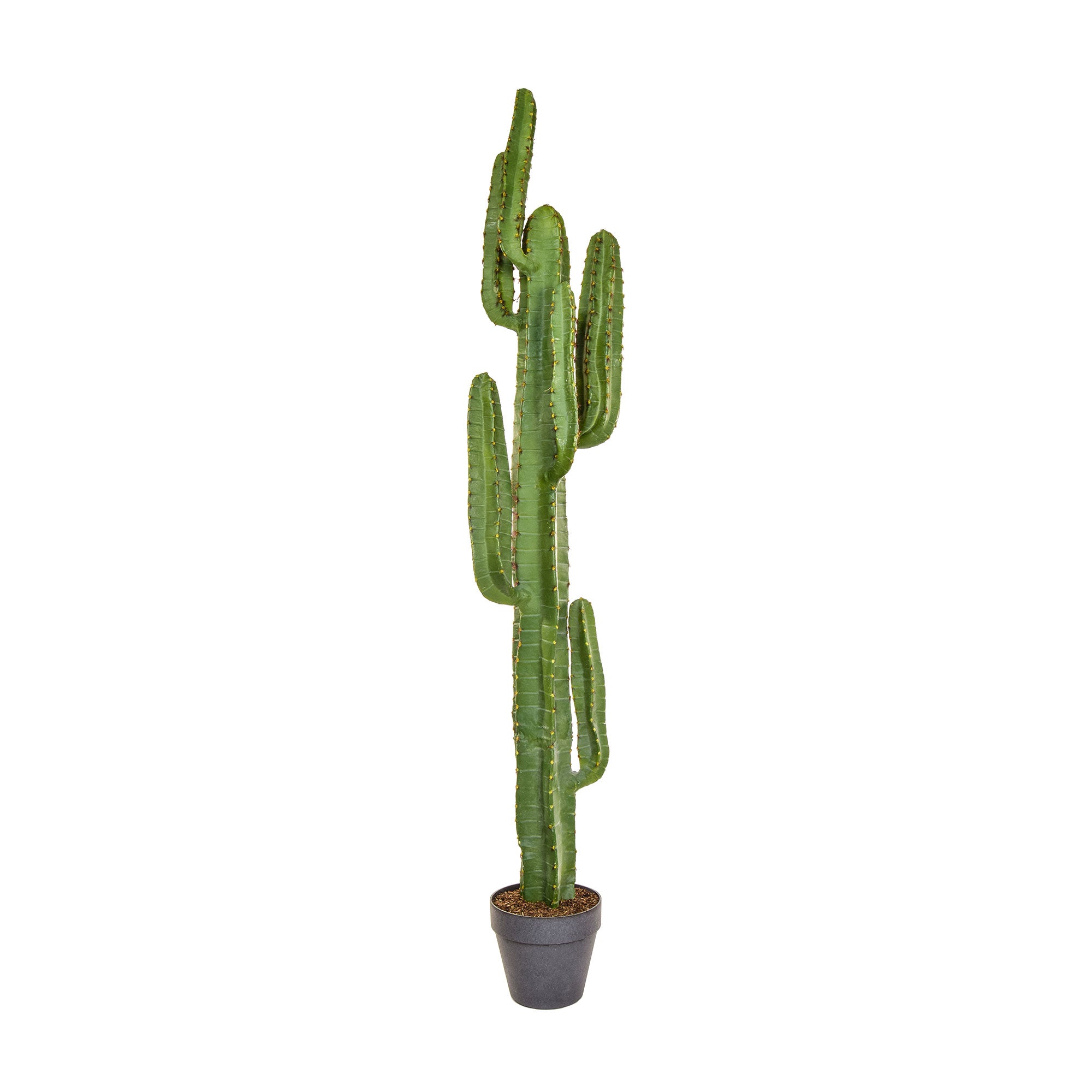 Tall Cactus 157cm