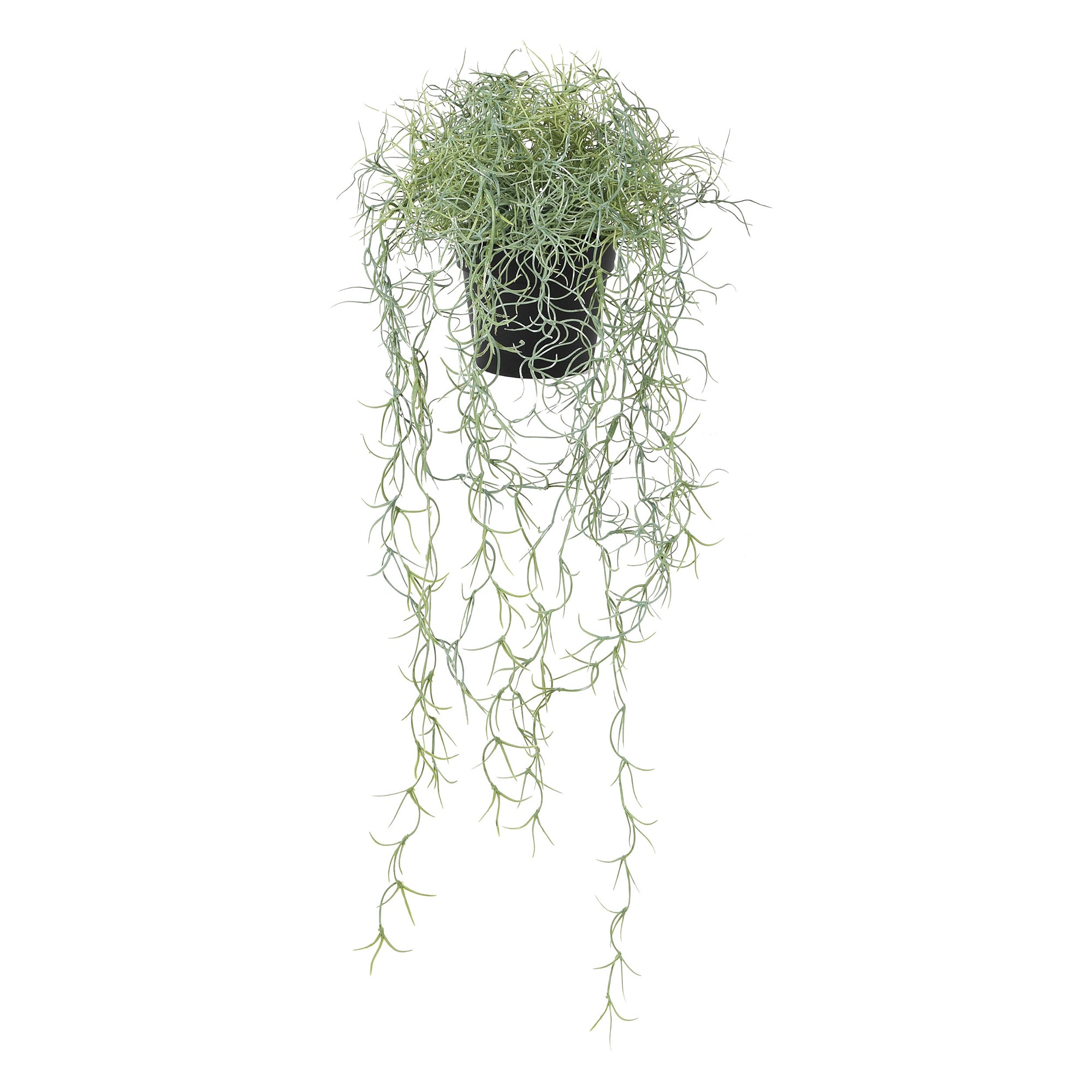 Spanish Moss Tilandsia Plant in Pot