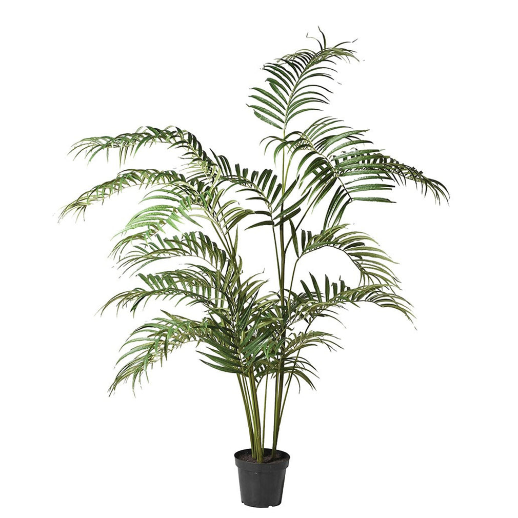 Palm Tree In Pot