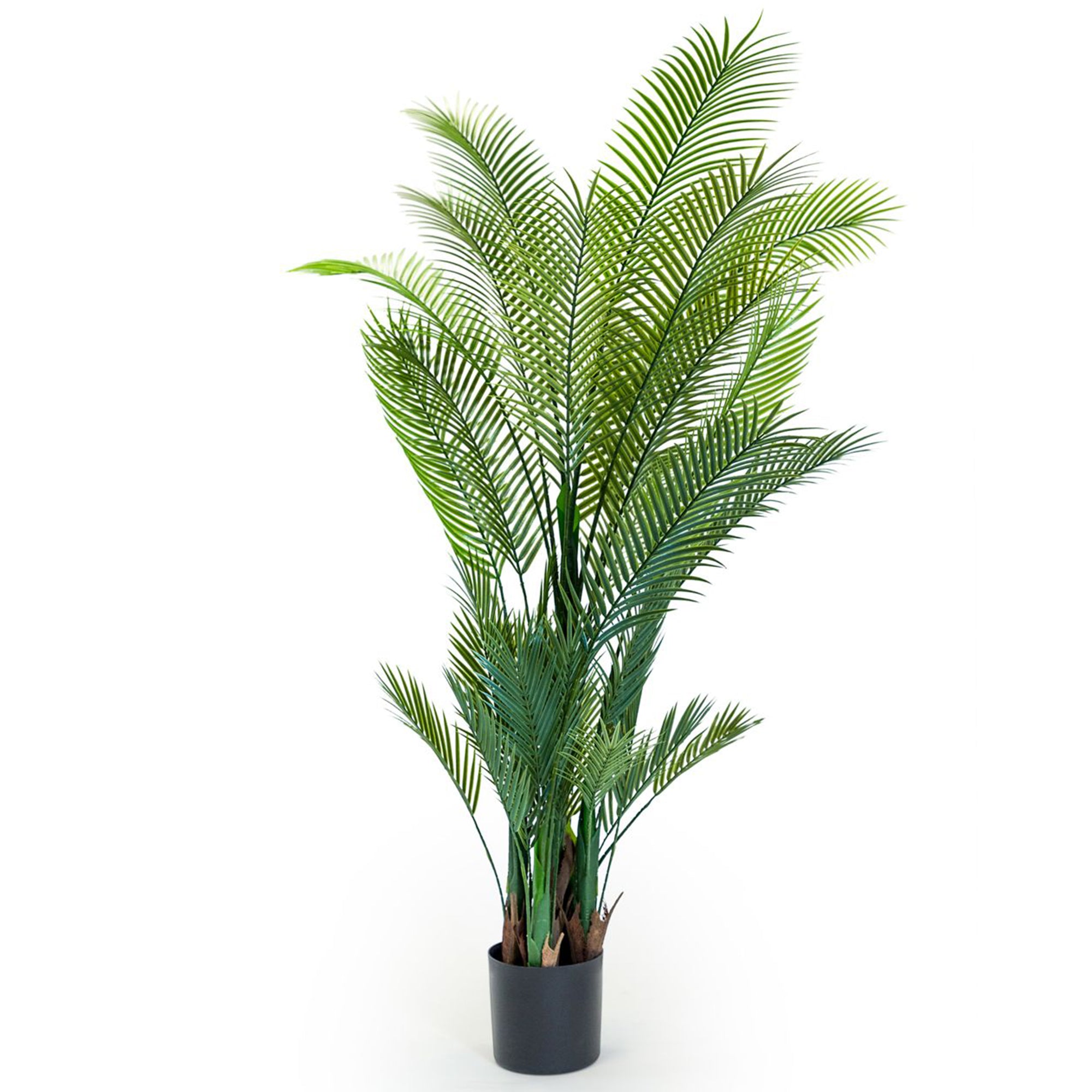 Large Palm Tree in Black Pot