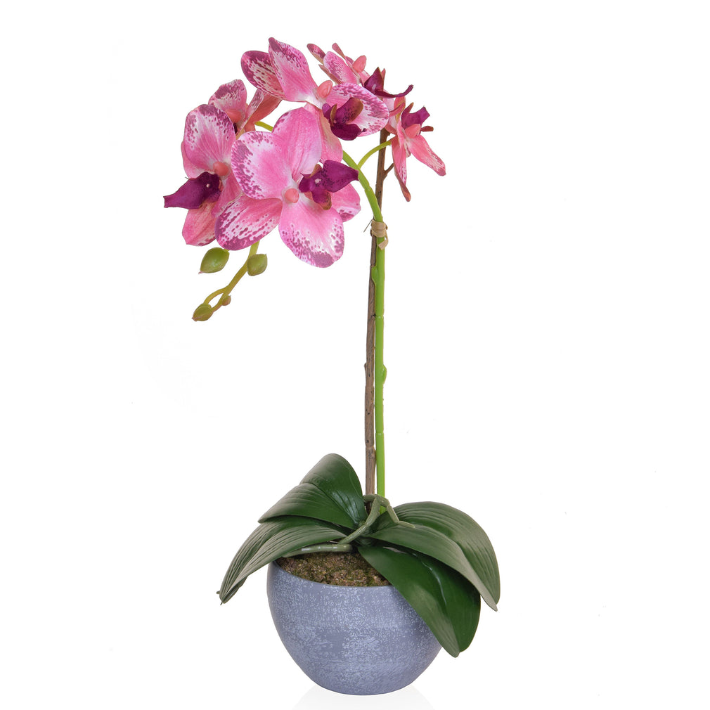 Orchid Pink 47cm