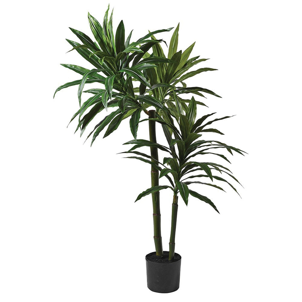 Green Dracaena Plant