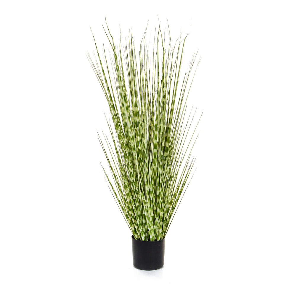 Grass Zebra Grass with Pot