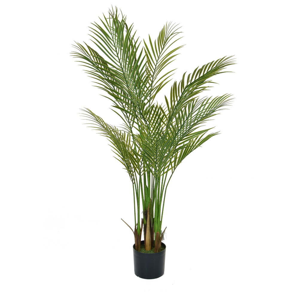 Palm Areca - Small