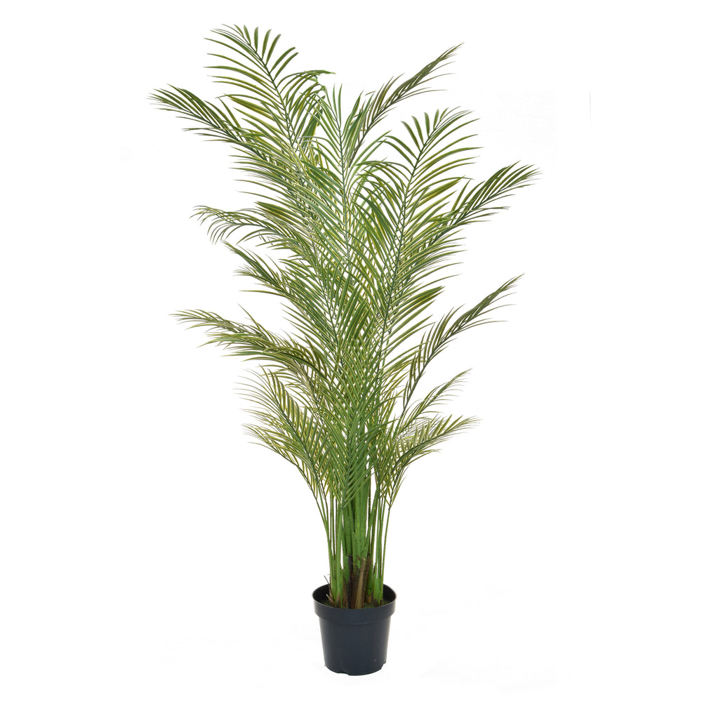 Palm Areca - Large