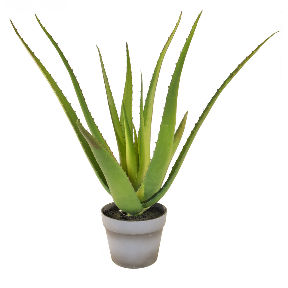 Aloe Leaves In Pot