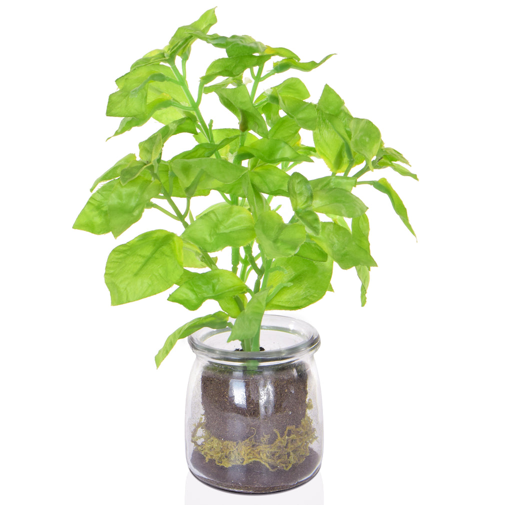 Green Basil in Vase