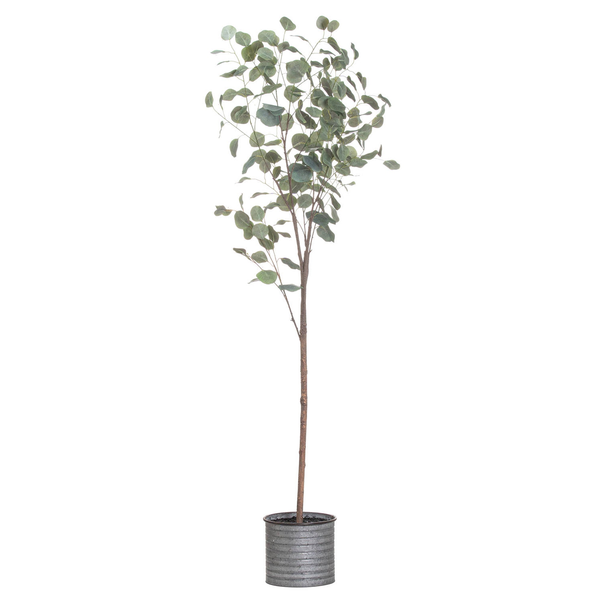 Eucalyptus Tree In Metallic Pot