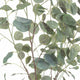 Eucalyptus Tree In Metallic Pot