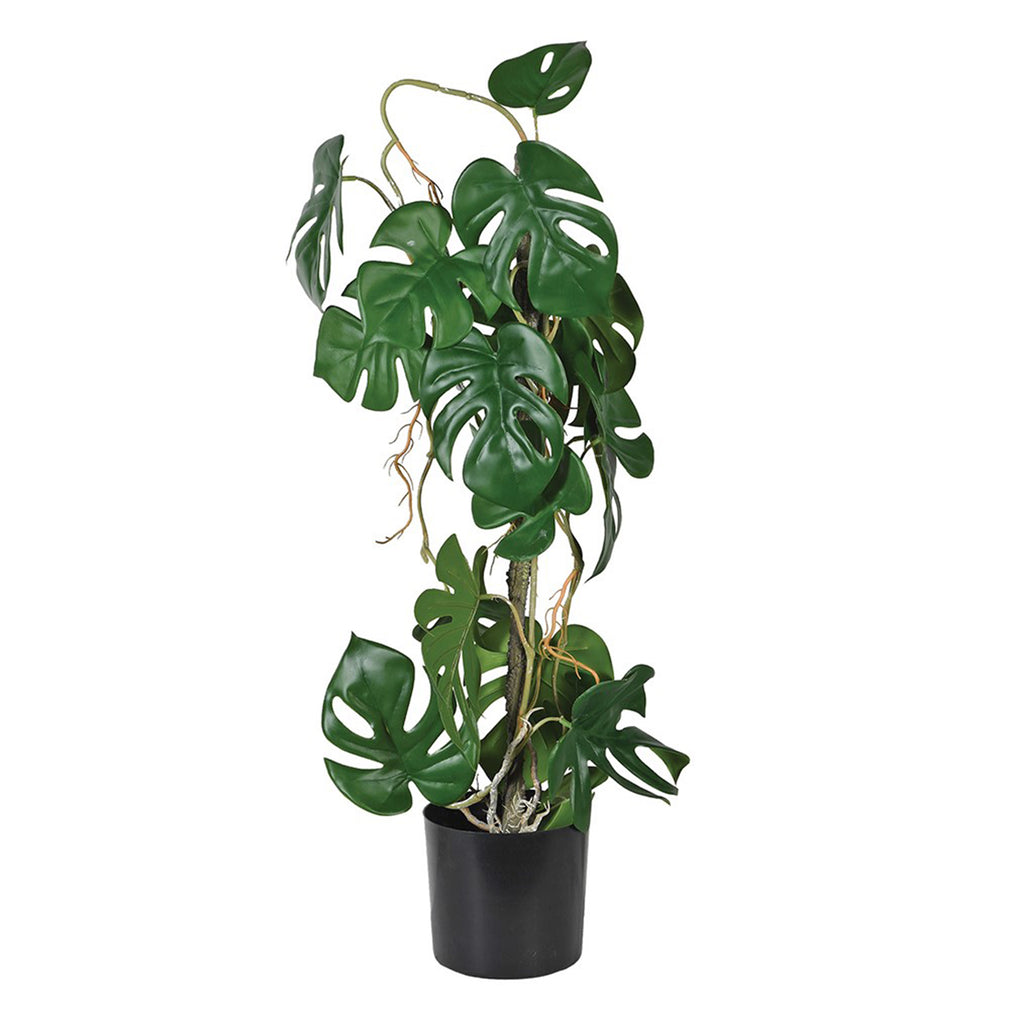 Monstera - Potted Plant