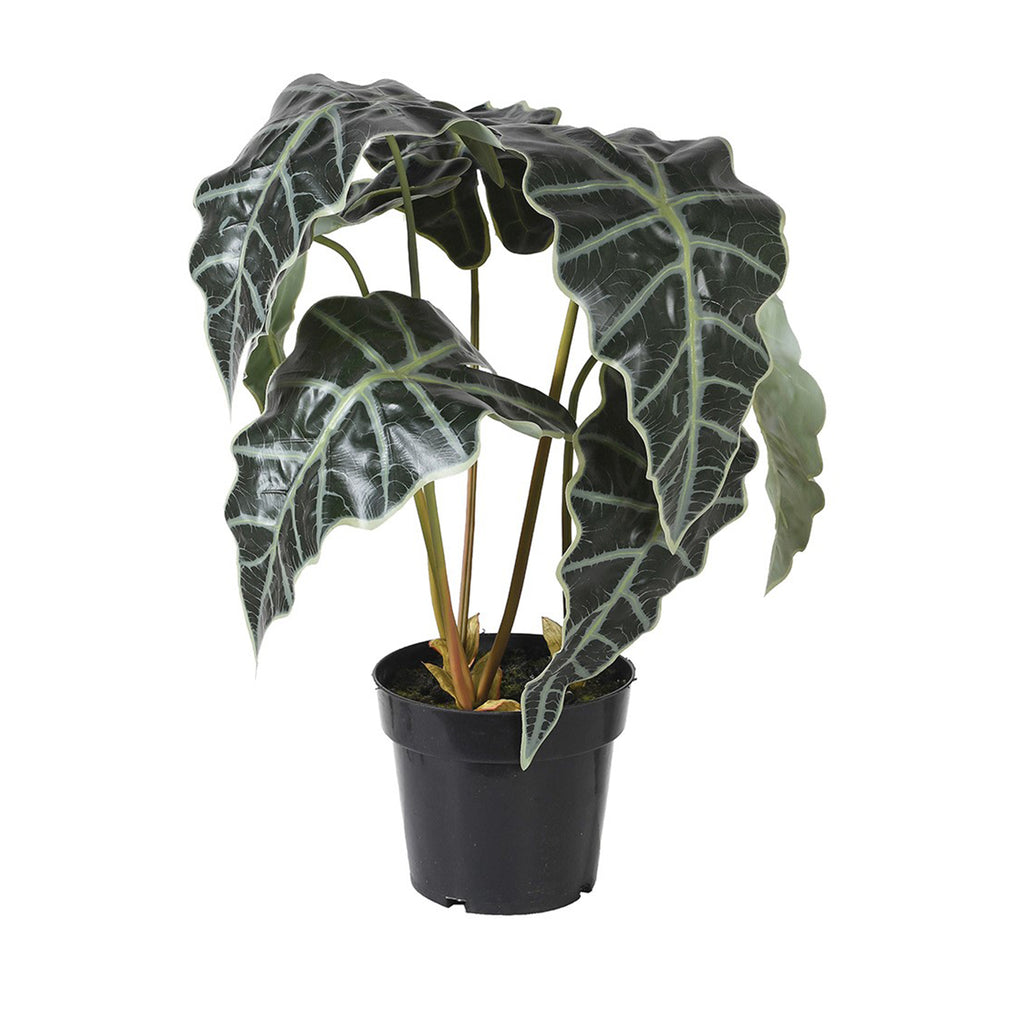 Ryann - Alocasia Potted Plant