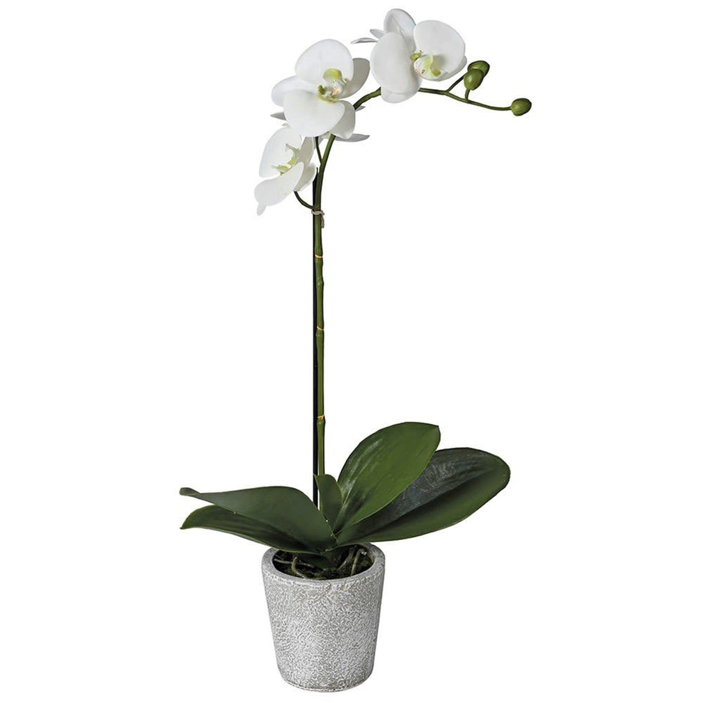 Single White Orchid Phalaenopsis in Pot (FR)