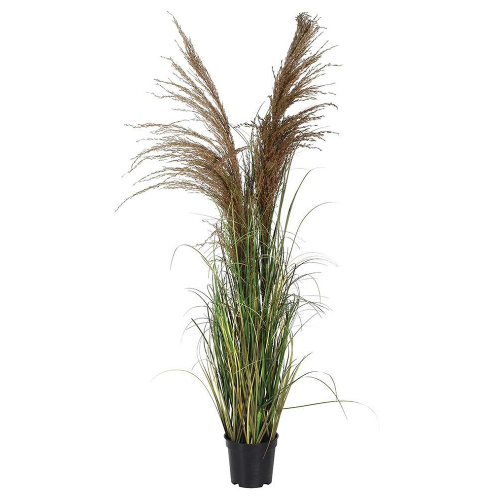 Wheat with Onion Grass in Black Pot (FR)