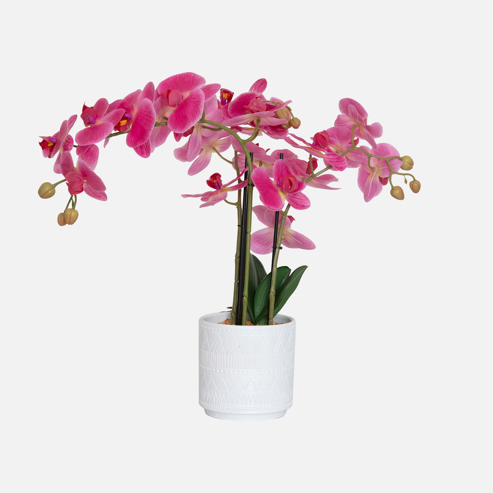 Orchid 2 Stem Arrangement - Pink in Ceramic Pot
