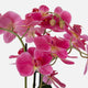 Orchid 2 Stem Arrangement - Pink in Ceramic Pot