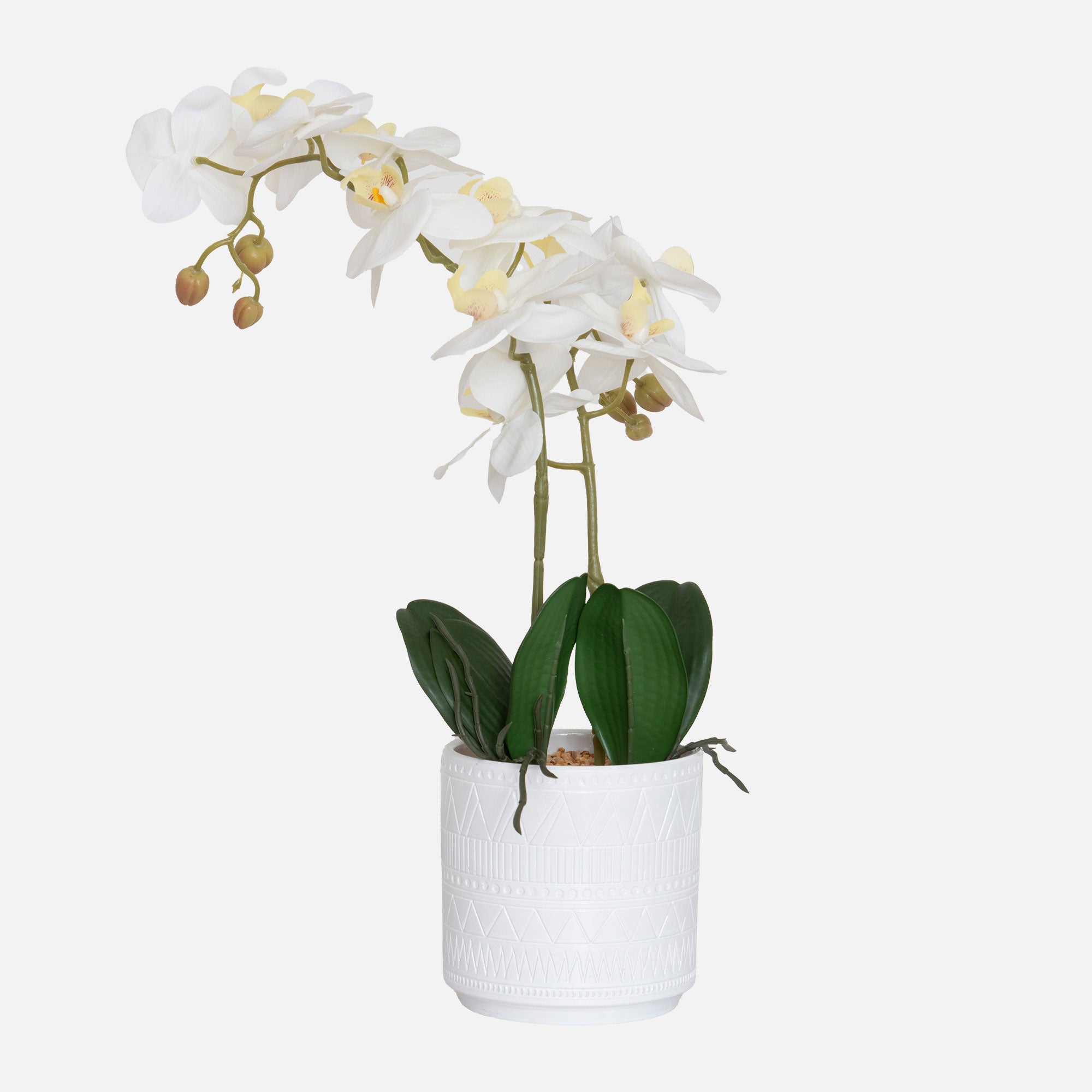 Orchid 2 Stem Arrangement - White in Ceramic Pot