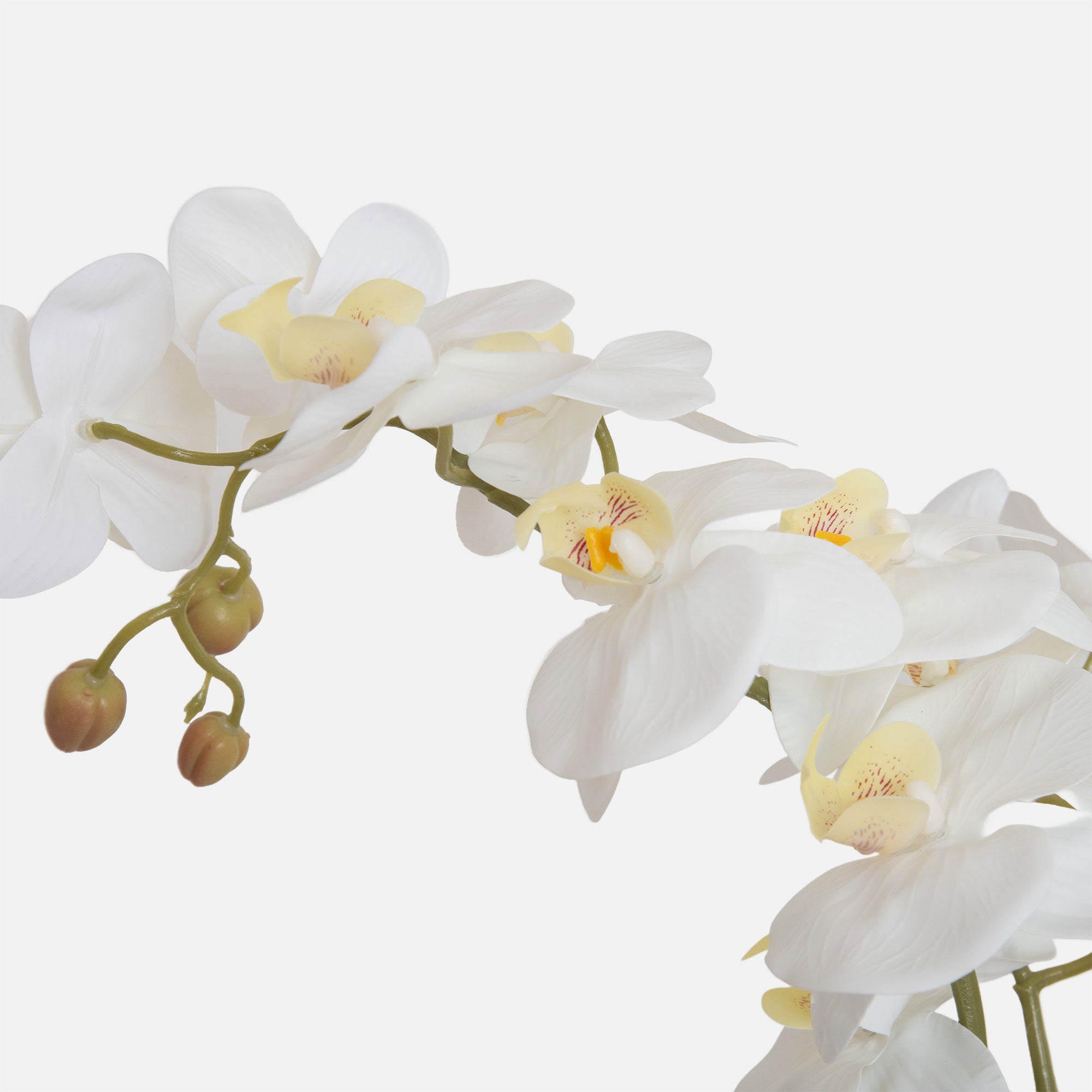 Orchid 2 Stem Arrangement - White in Ceramic Pot