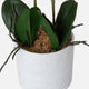 Orchid 2 Stem Arrangement - White in Ceramic Pot