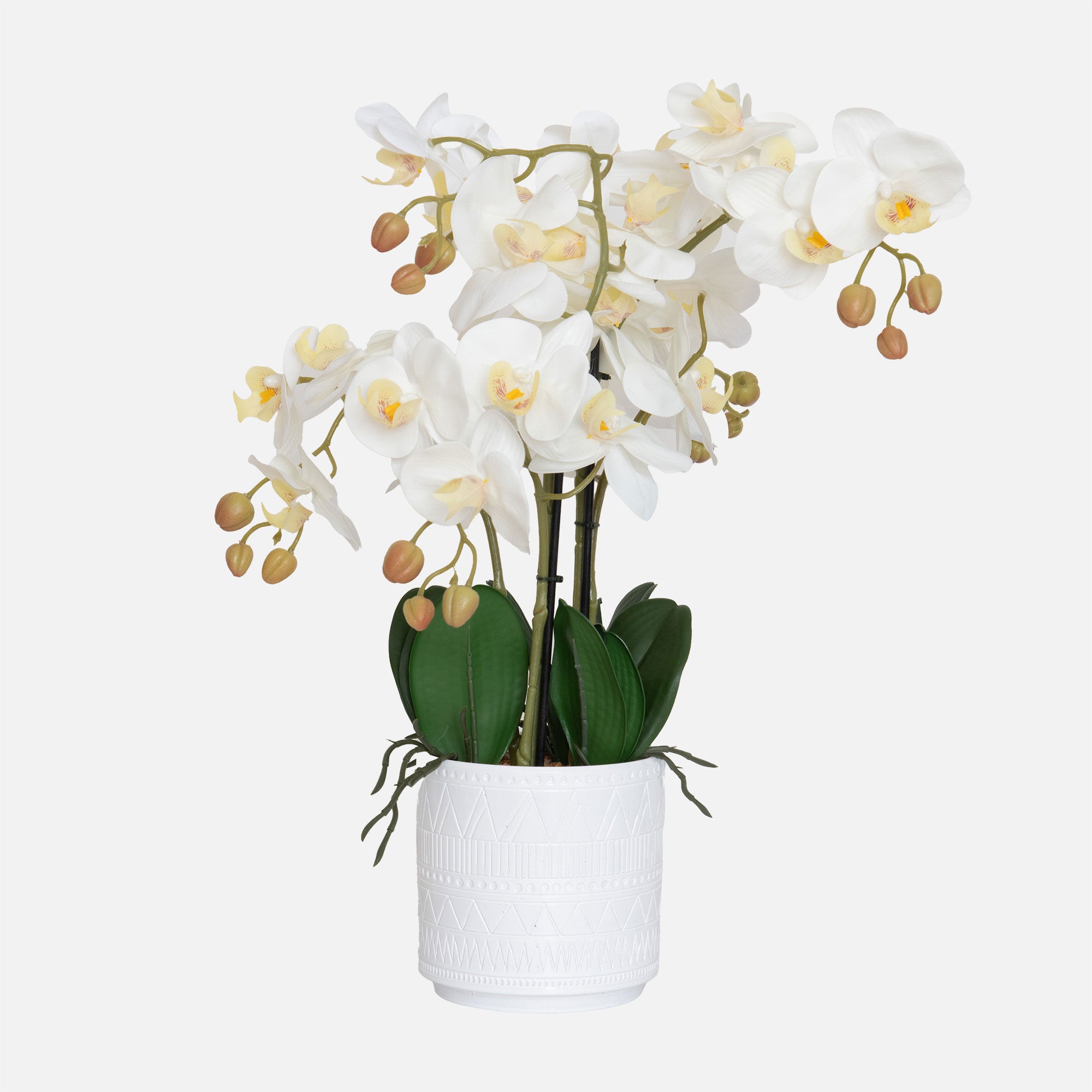 Orchid 3 Stem Arrangement - White in Ceramic Pot