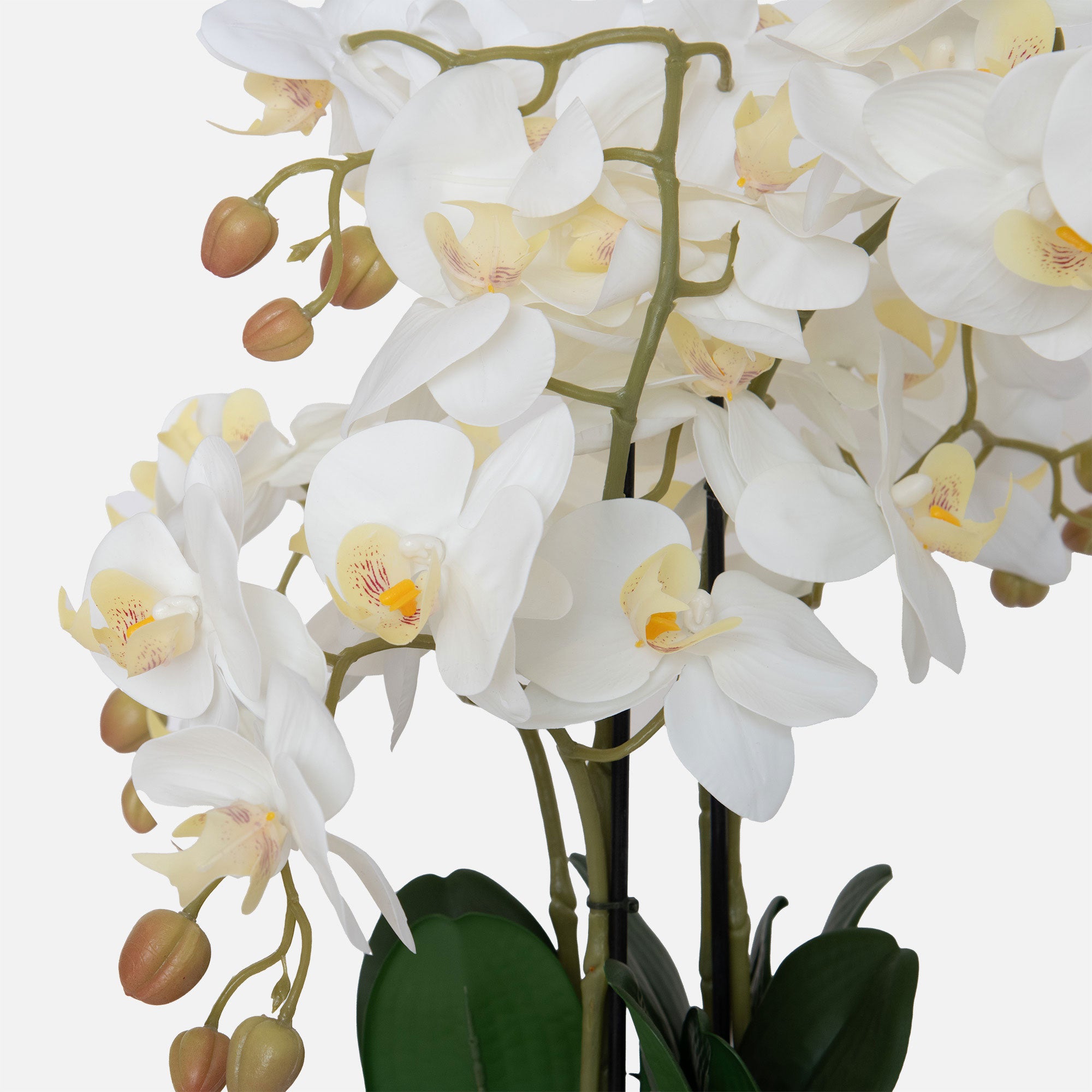Orchid 3 Stem Arrangement - White in Ceramic Pot