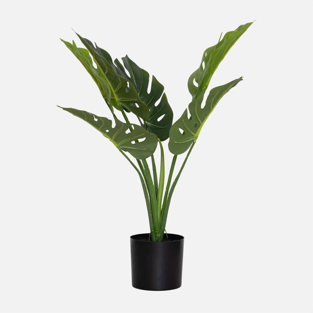 Monstera Plant - In Pot