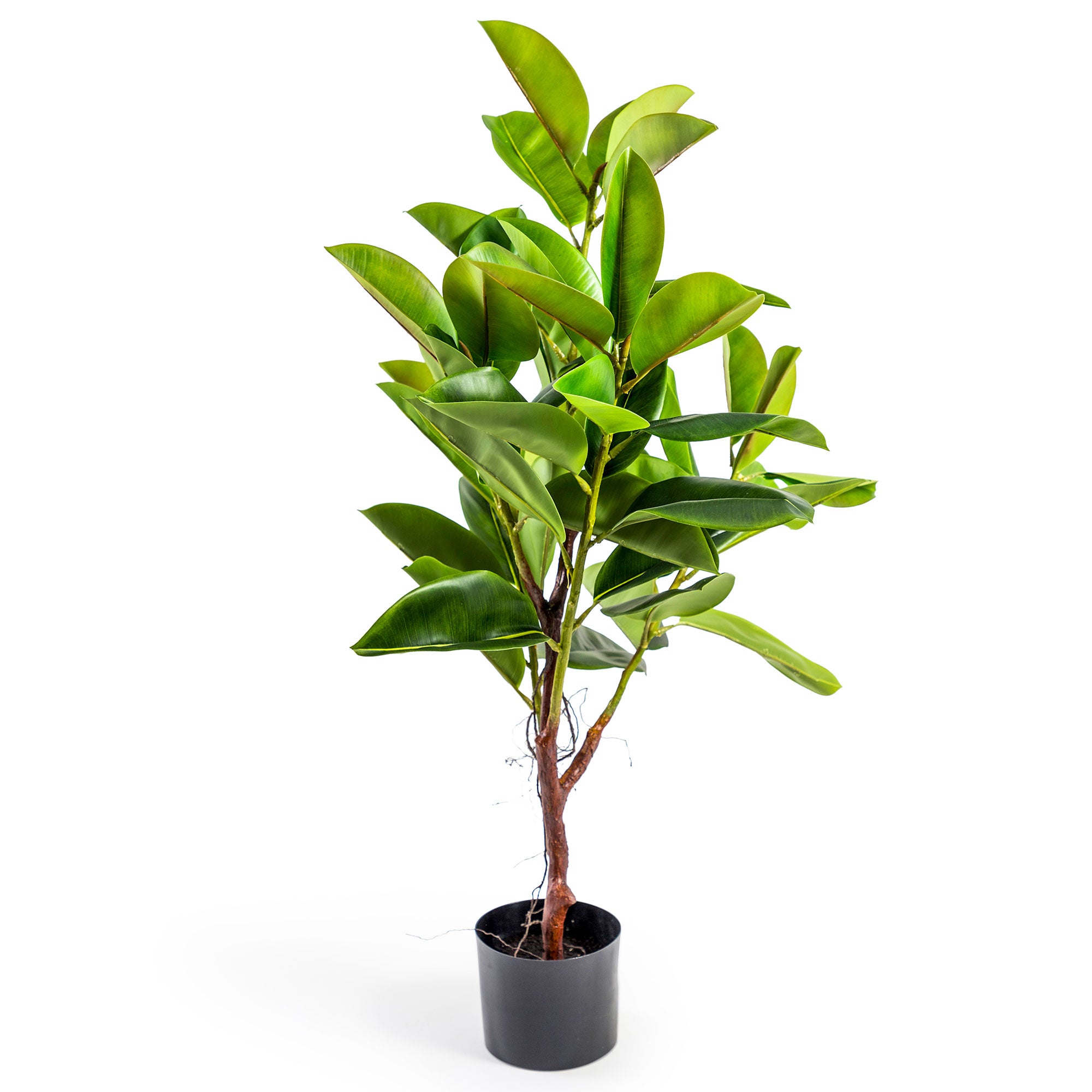 Cooper - Large Rubber Plant