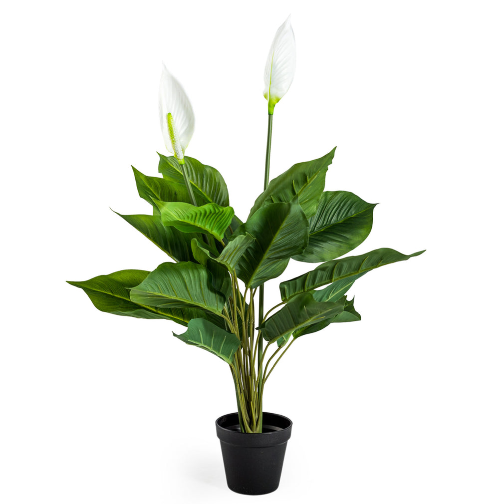 Suomi - Peace Lily Plant