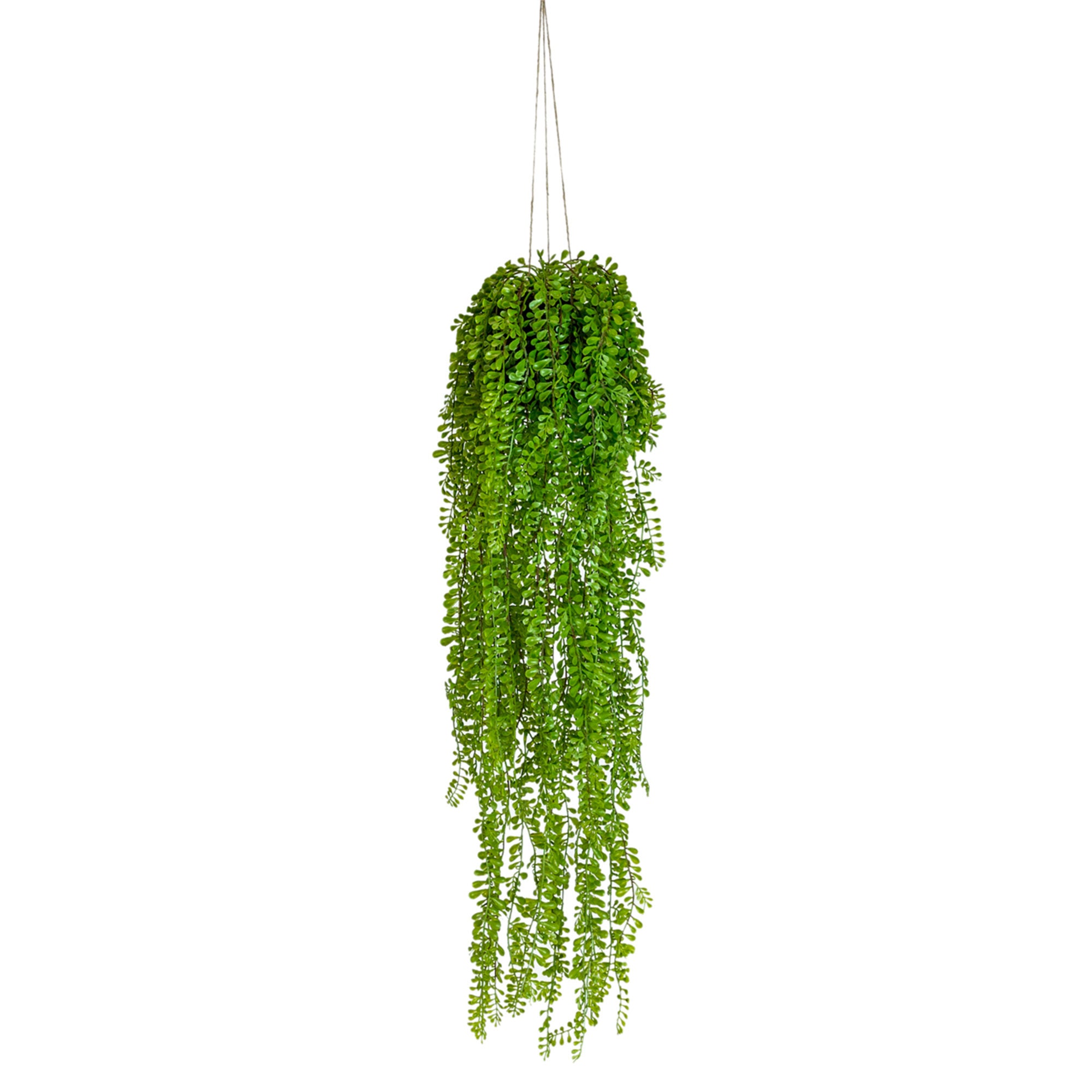 Norge - Hanging Airplant Vine Arrangement