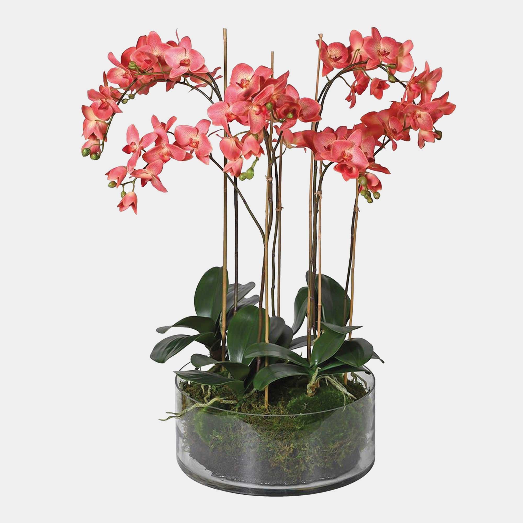 Phalaenopsis Orchid Dark Pink - Glass Pot