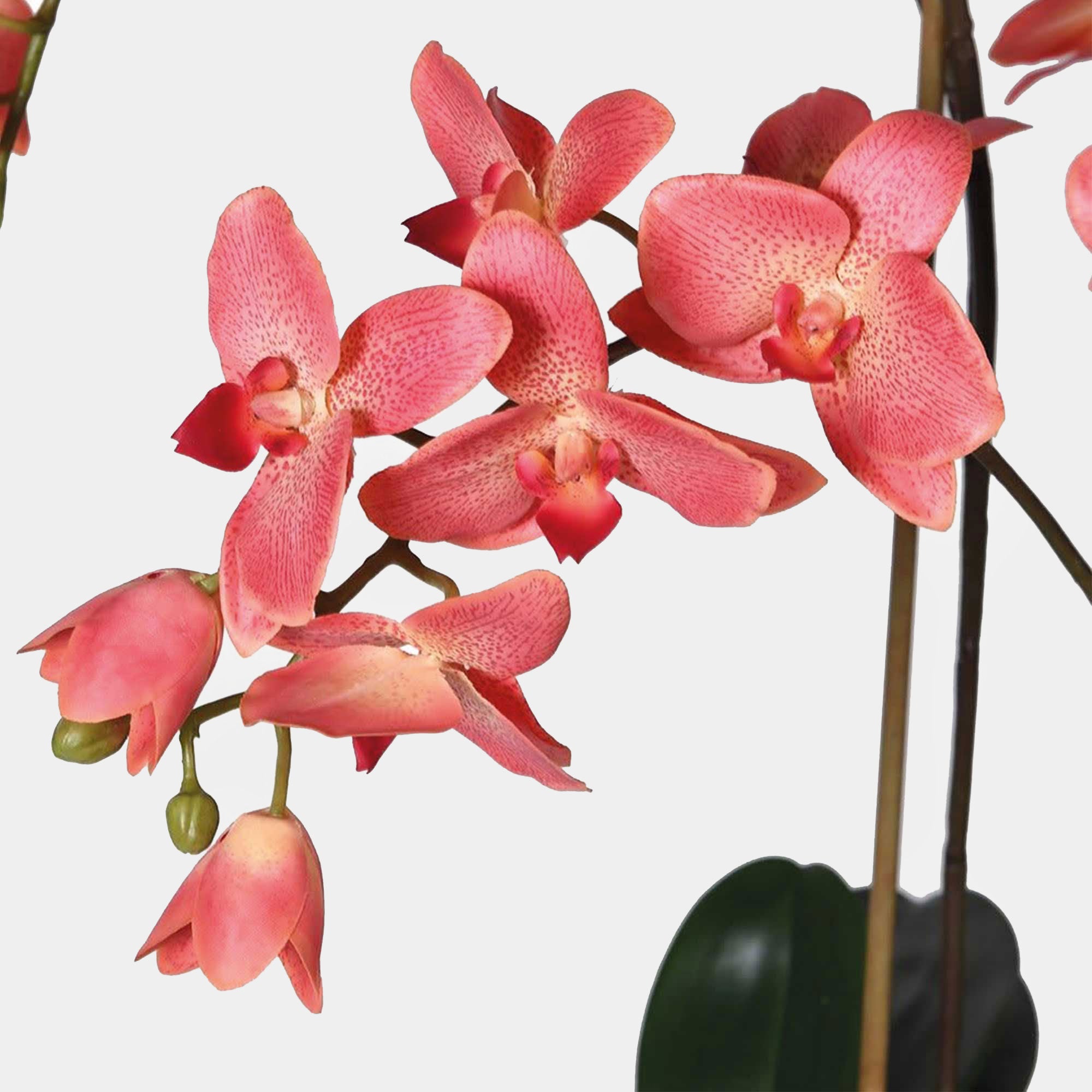 Phalaenopsis Orchid Dark Pink - Glass Pot