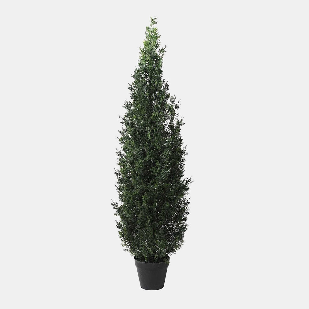 Cedar Tree - Black Pot