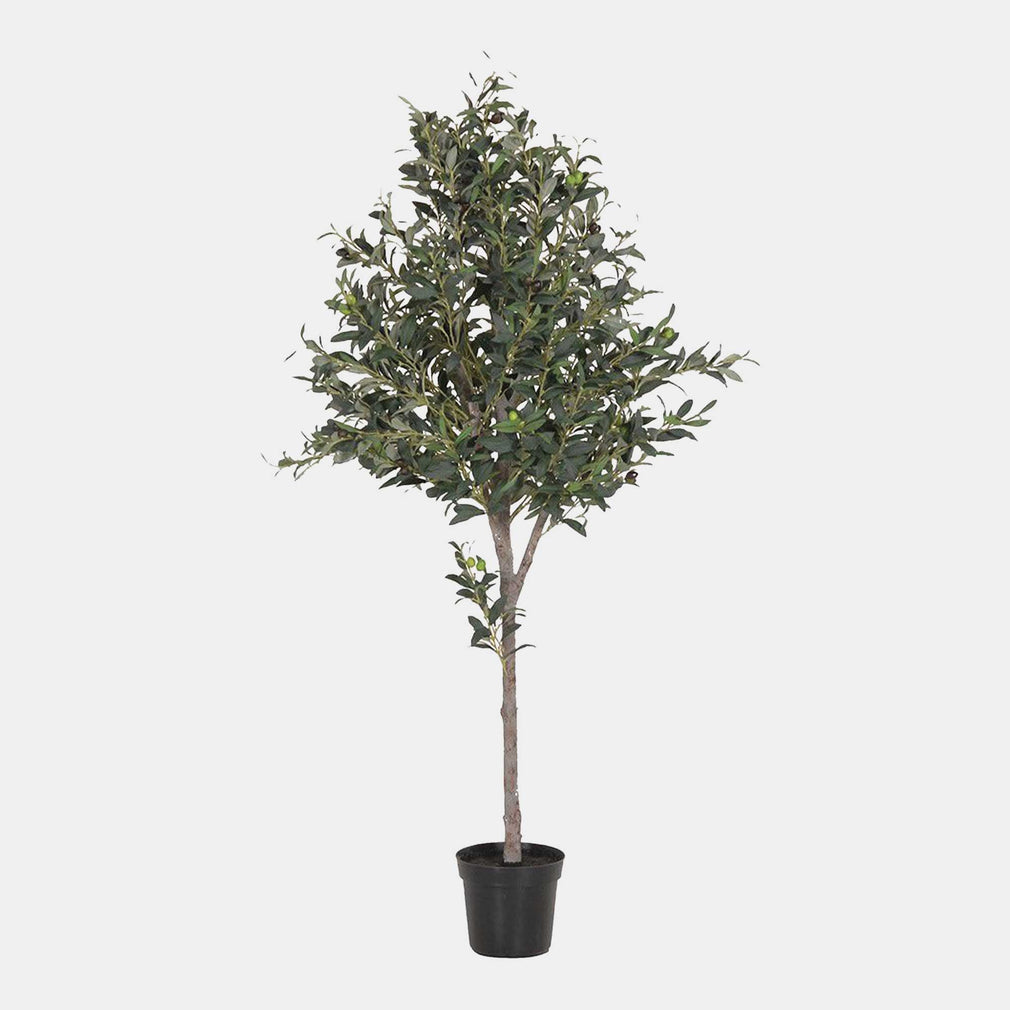 Olive Topiary - Black Pot