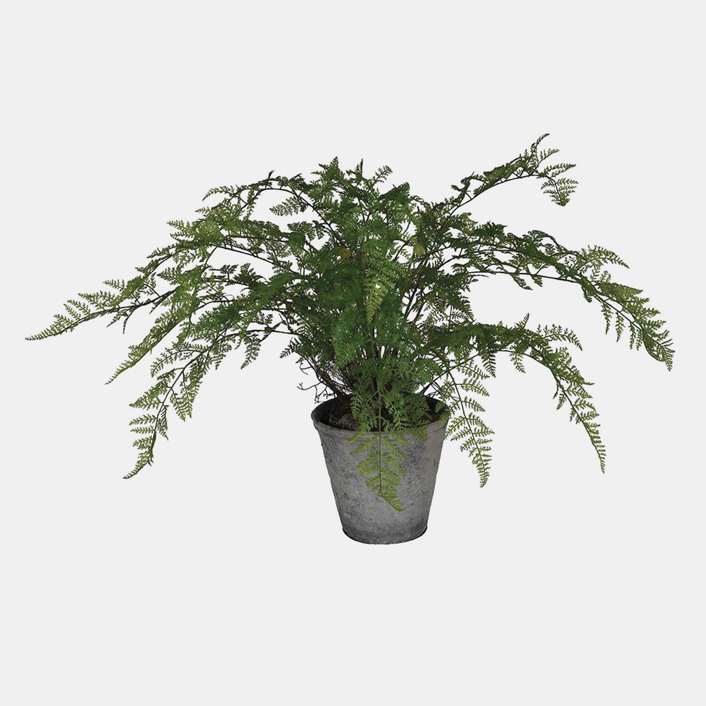 Fern Bush - Black Pot