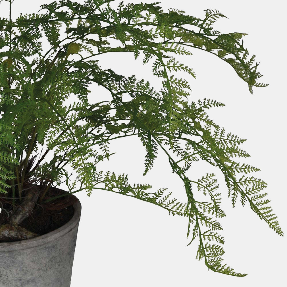 Fern Bush - Black Pot