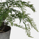 Fern Bush - Black Pot