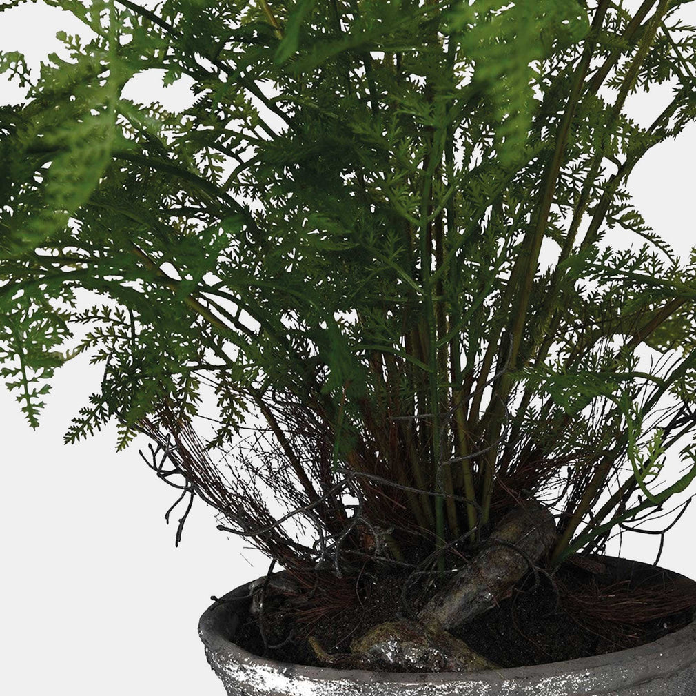 Fern Bush - Black Pot