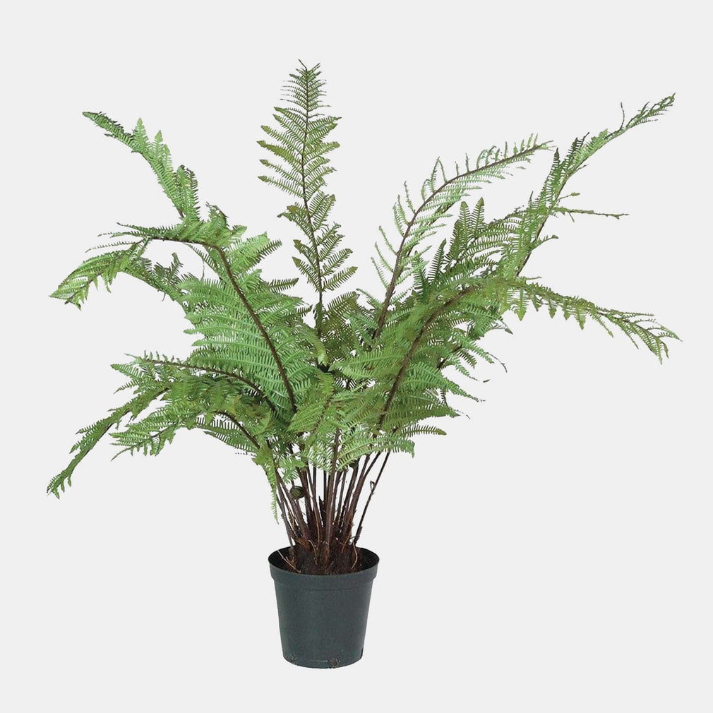 Giant Tree Fern - Black Pot