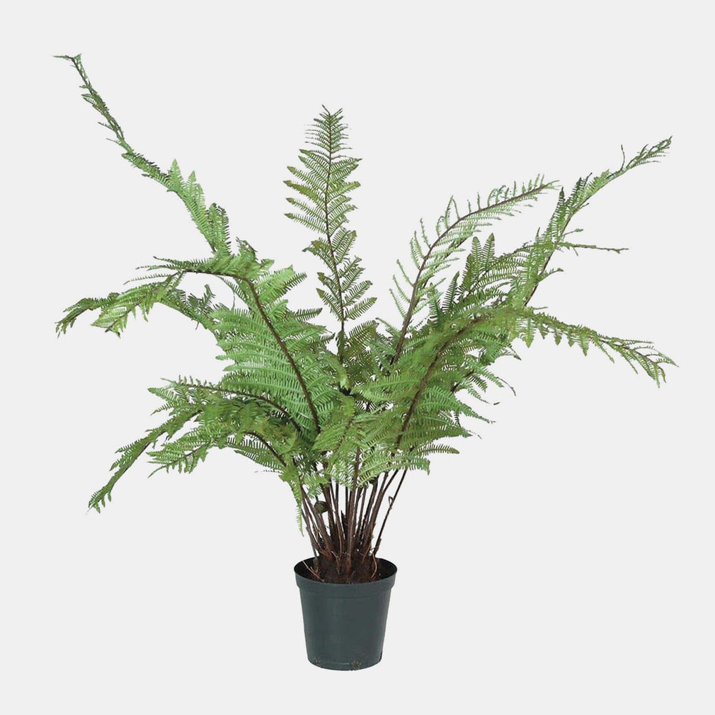 Giant Tree Fern - Black Pot