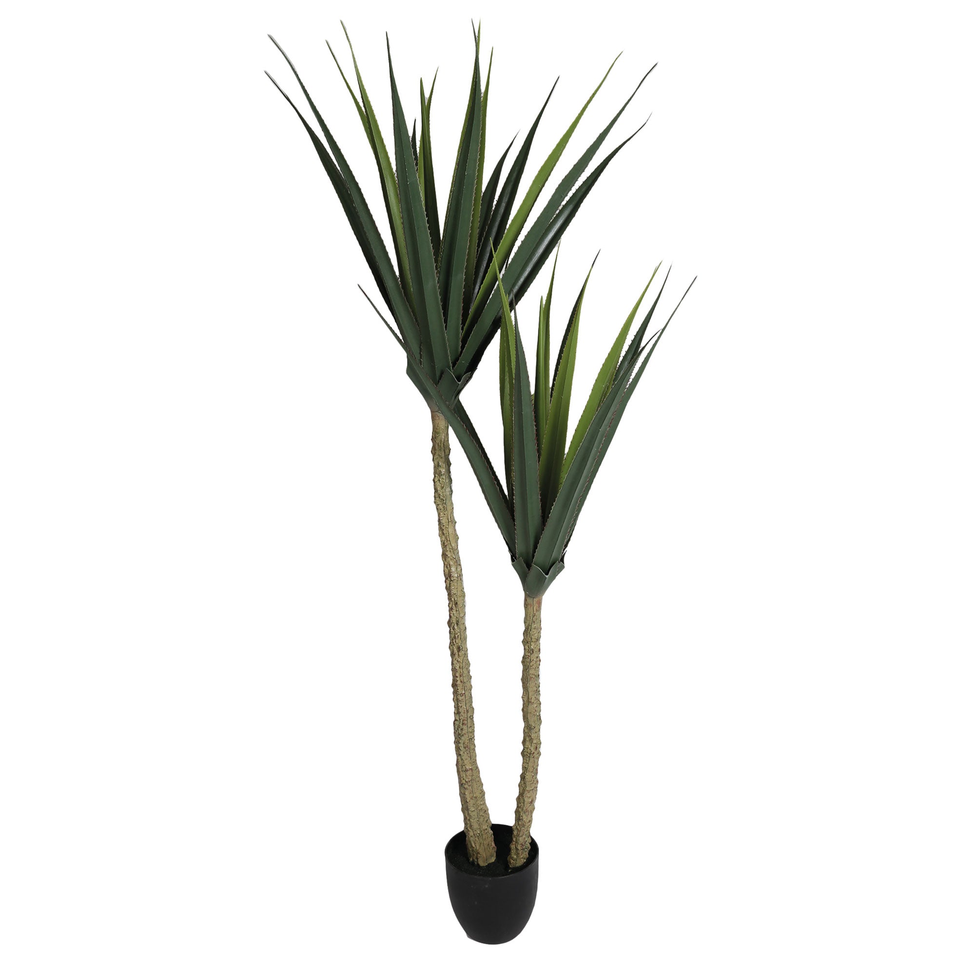 Sisal - Plant