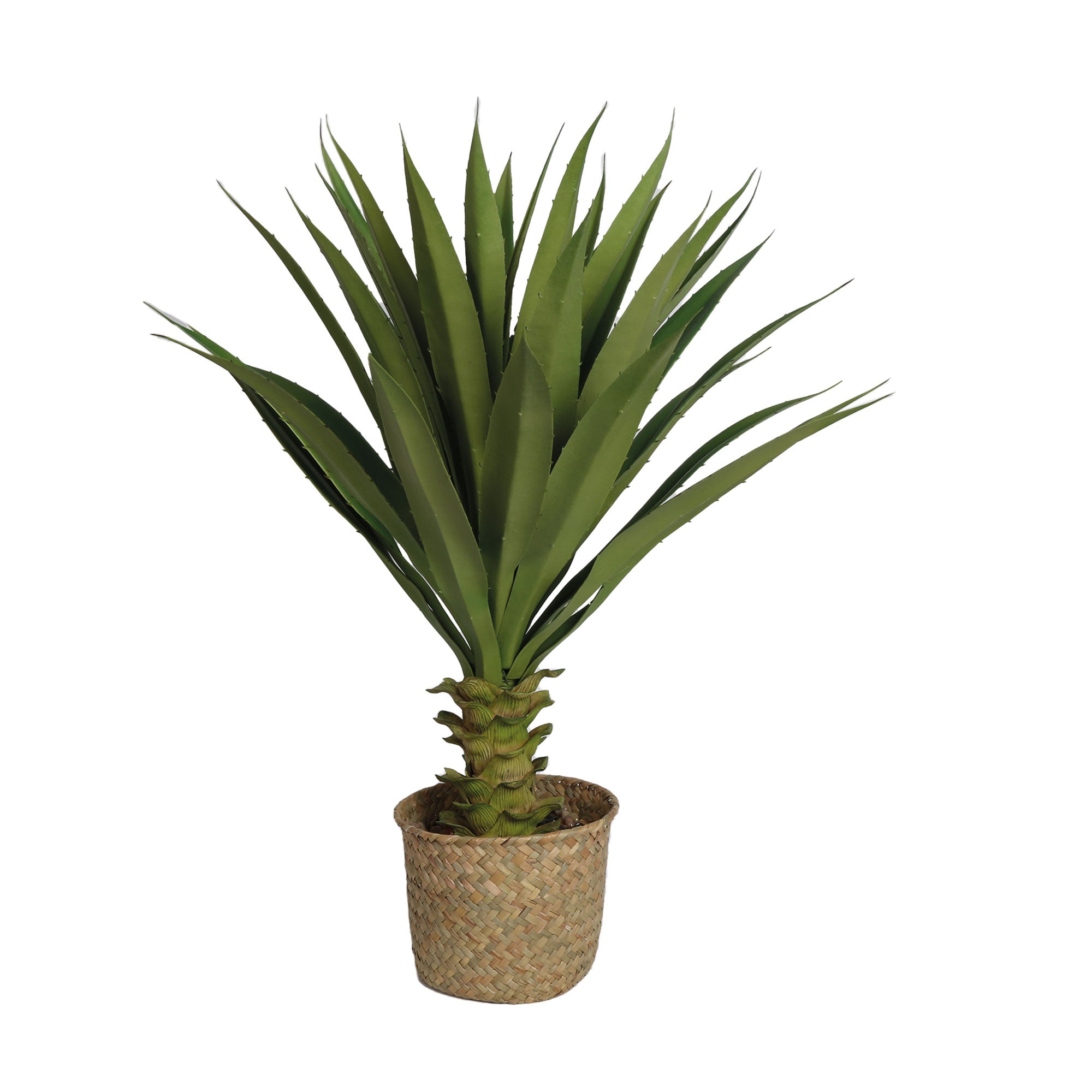Succulent - Basket Potted Plant