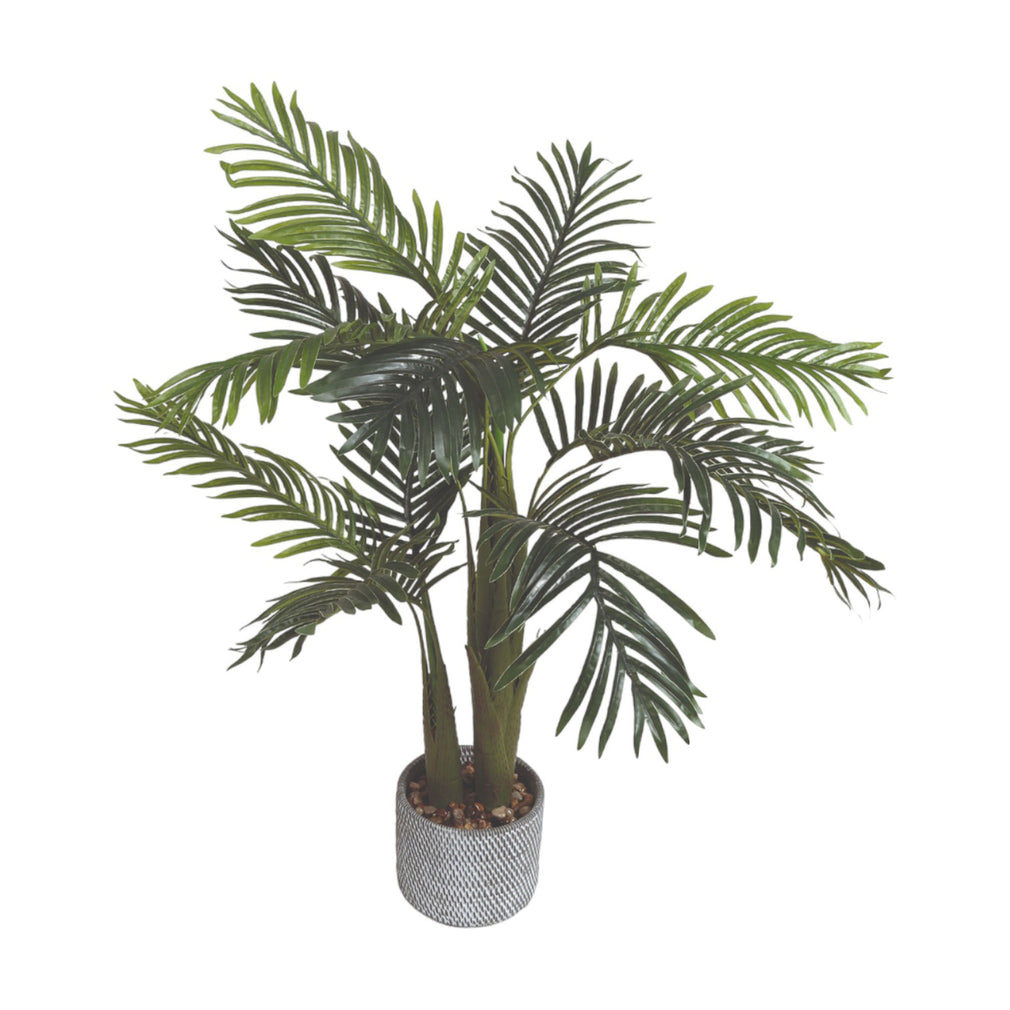 Palm Tree - Potted Plant