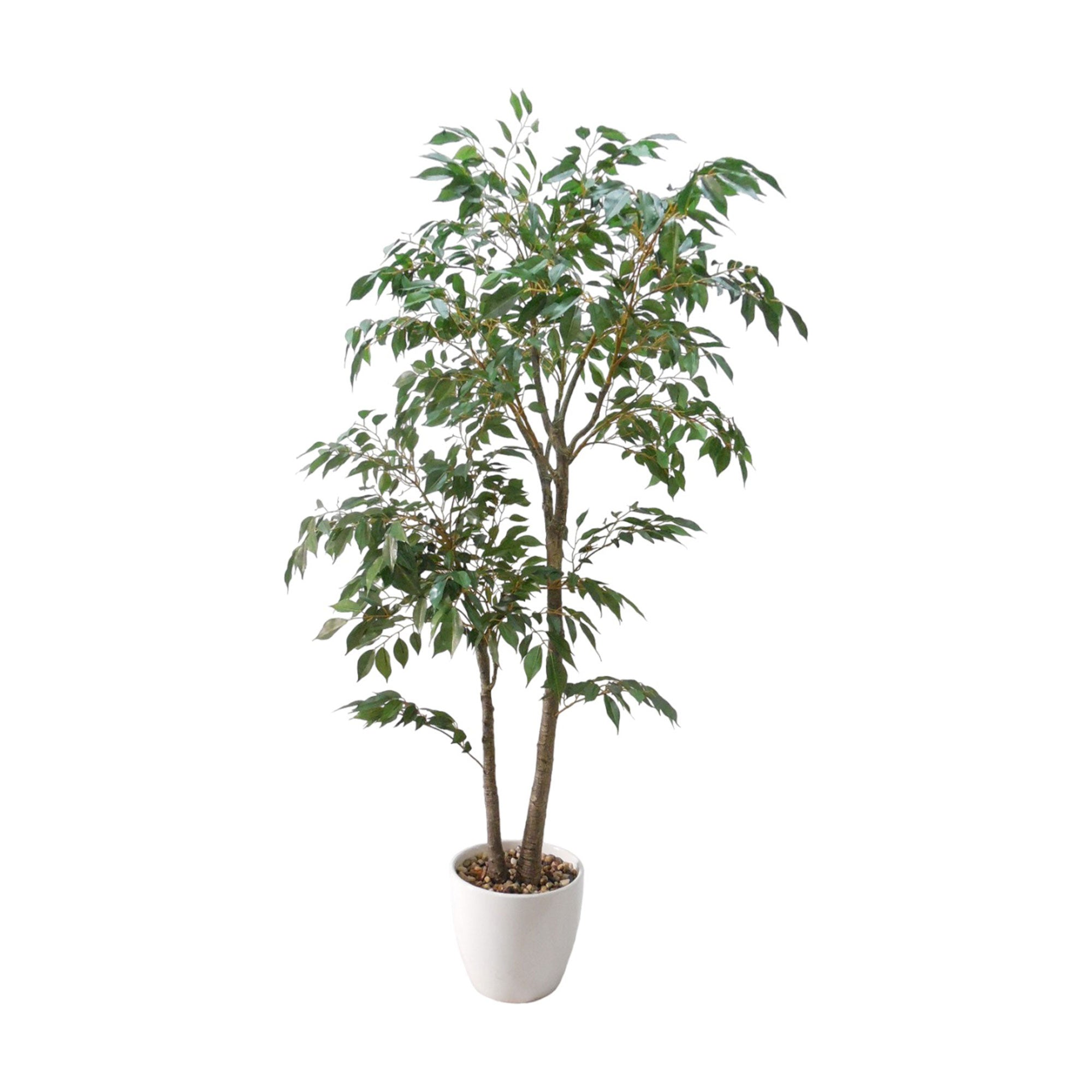 Ficus - Potted Plant