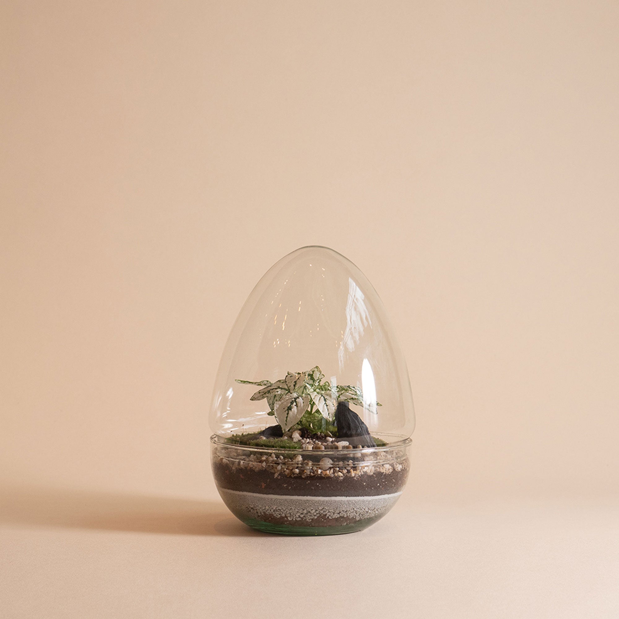 Jurassic - Egg Terrarium