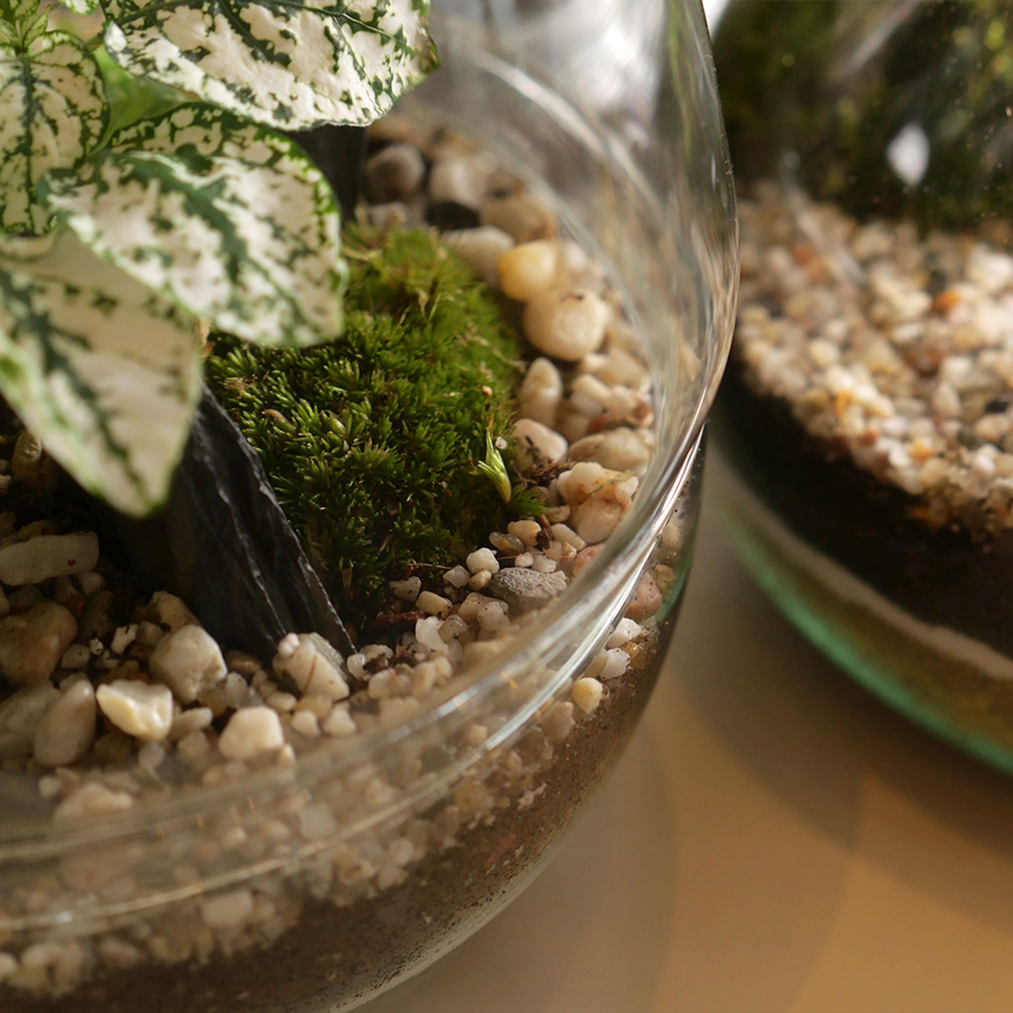 Jurassic - Egg Terrarium